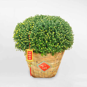 cuc mam xoi trung tet xot tre