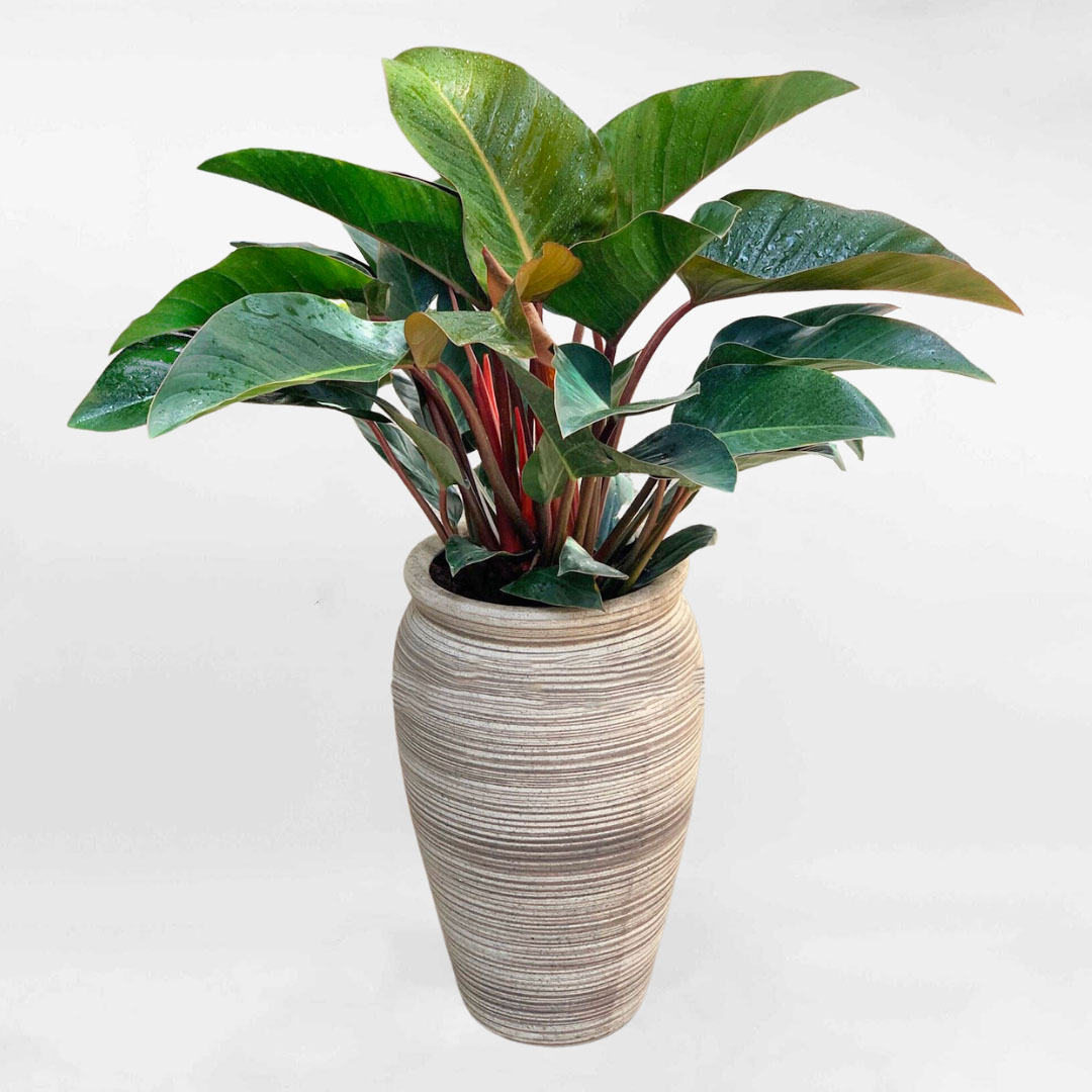 de vuong do mowgarden