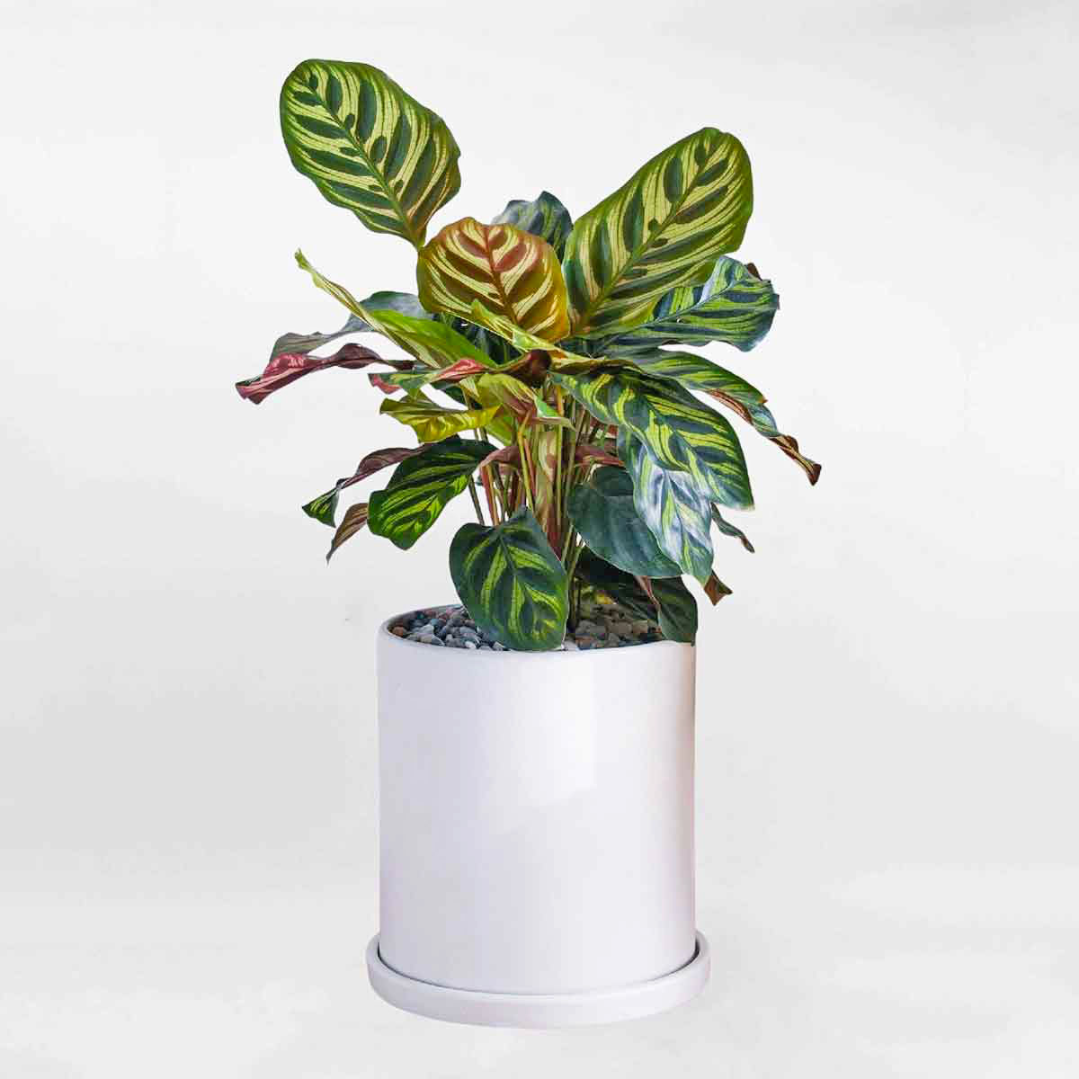 duoi cong dom mowgarden