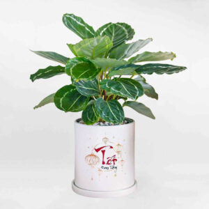 duoi cong nu than xanh Calathea roseopicta Green Goddess