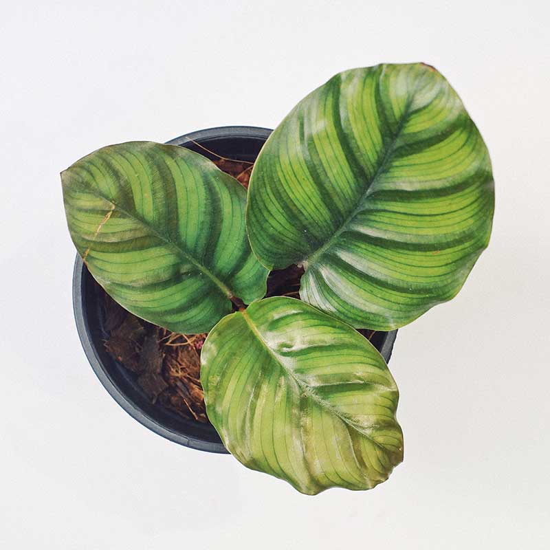 duoi cong tao Calathea Rotundifolia