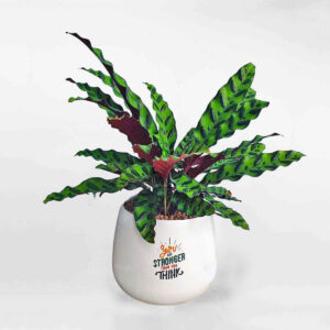 duoi phung de ban mowgarden