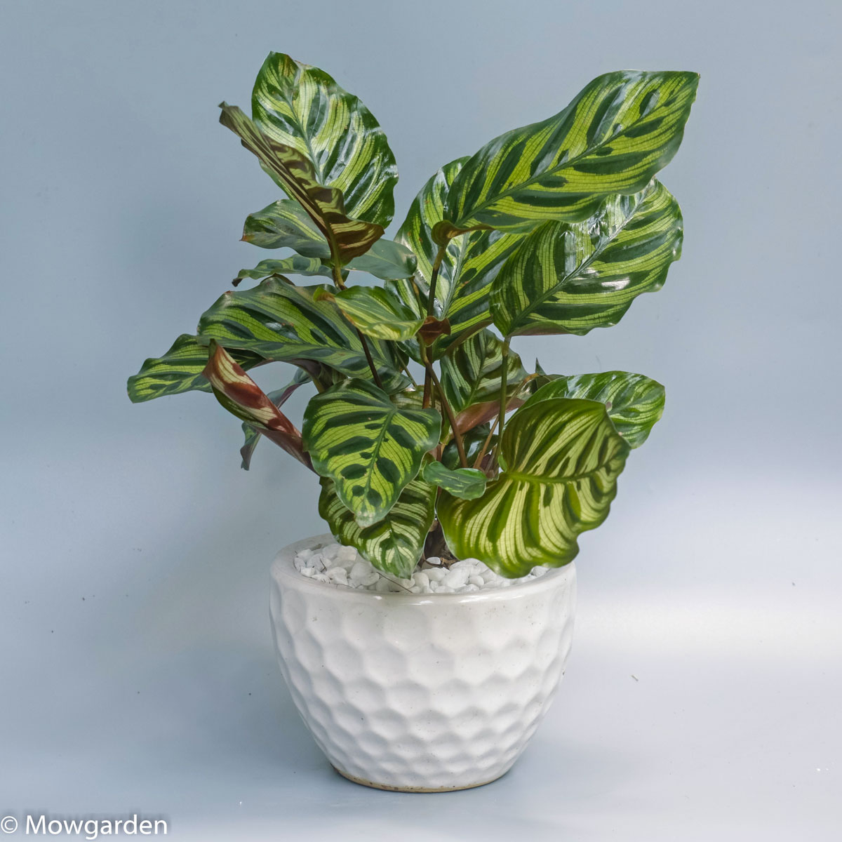 duoicongdommowgarden