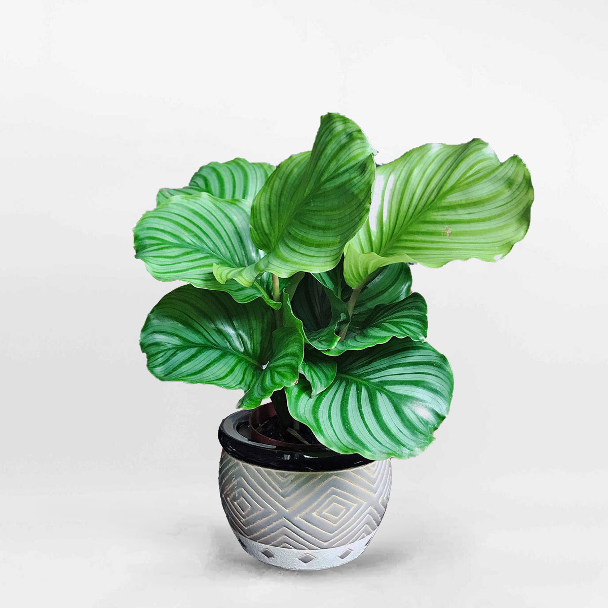 duoicongtaomowgarden