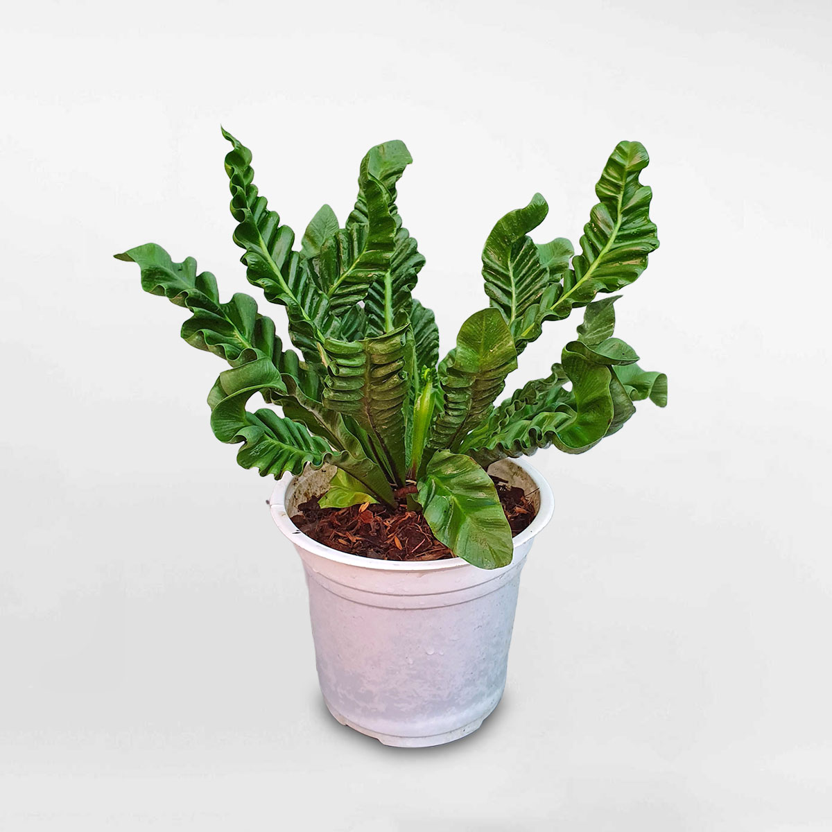 duong xi to phung Crispy Wave Fern 1