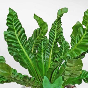 duong xi to phung Crispy Wave Fern 2