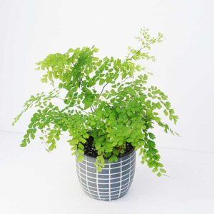 duong xi toc than maidenhair fern