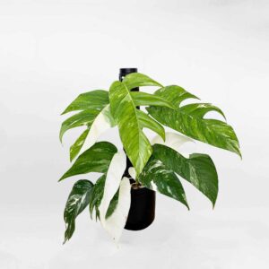 Epipremnum Pinnatum Albo Variegata 1