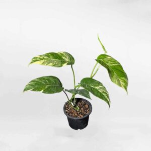 Epipremnum Pinnatum Albo Variegata