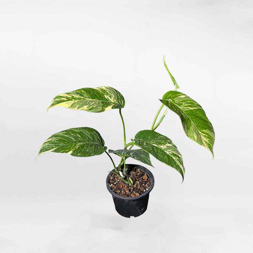 Epipremnum Pinnatum Albo Variegata