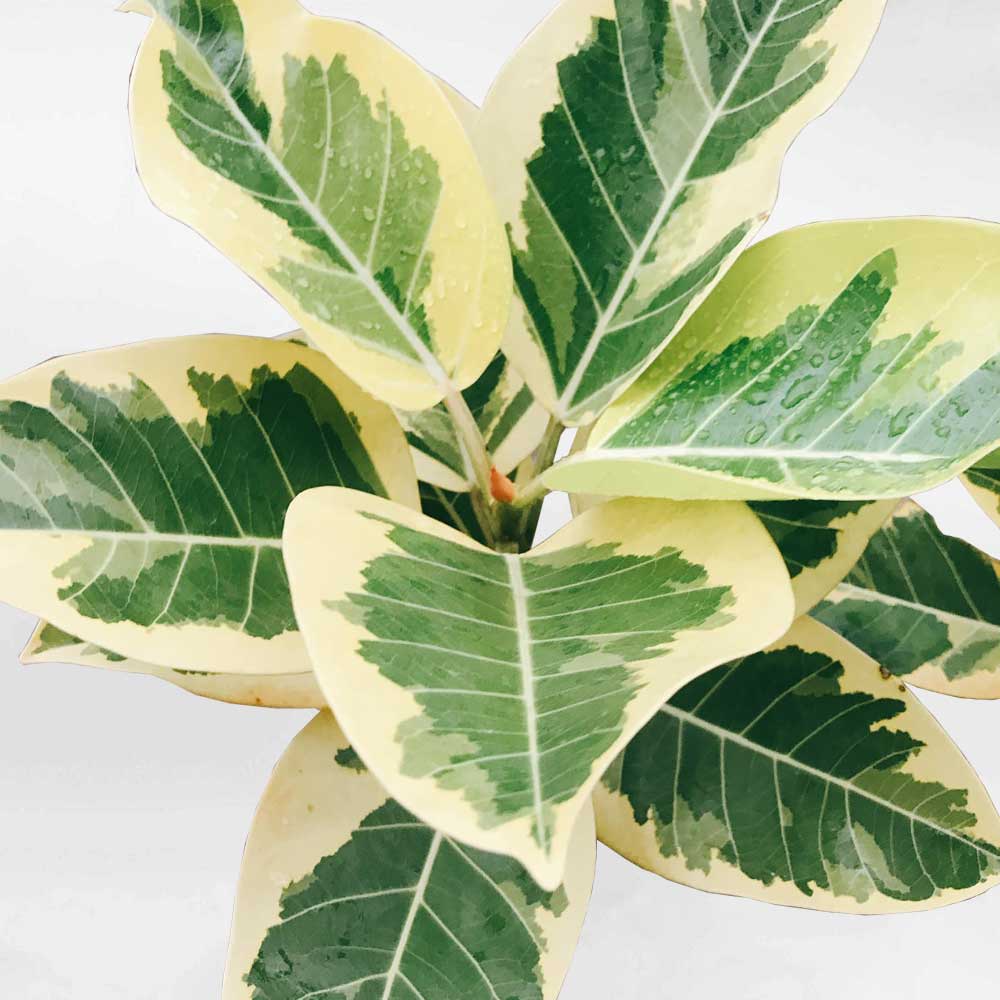 FicusAltissima 1