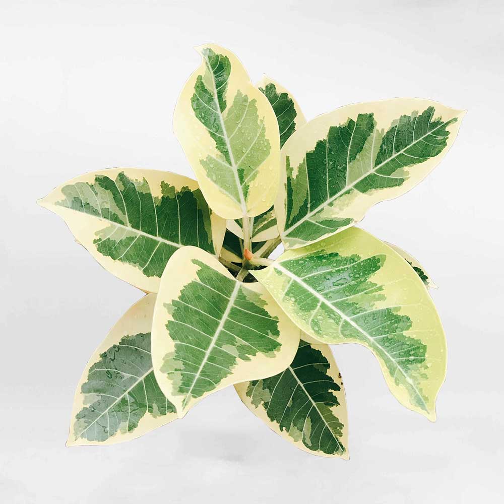 FicusAltissima1 1