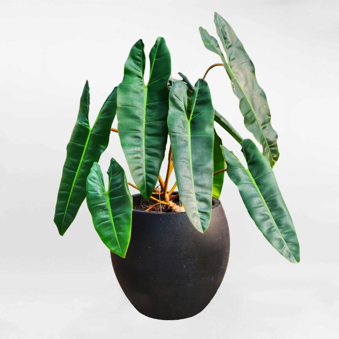 haccamdebanmowgarden