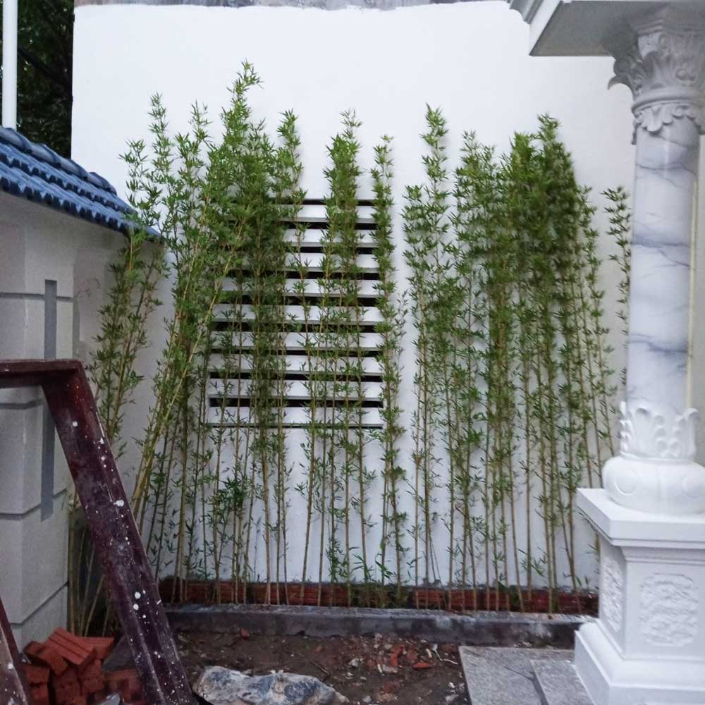 hang rao cay truc quan tu 1 1