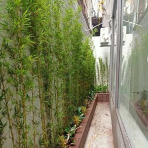 hang rao cay truc quan tu 2 1