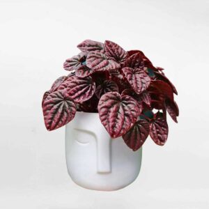 hanh tien thao do mowgarden