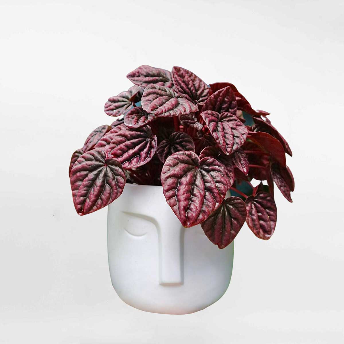 hanh tien thao do mowgarden