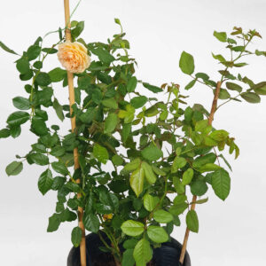 hoa hong leo CPM mau vang cam 2