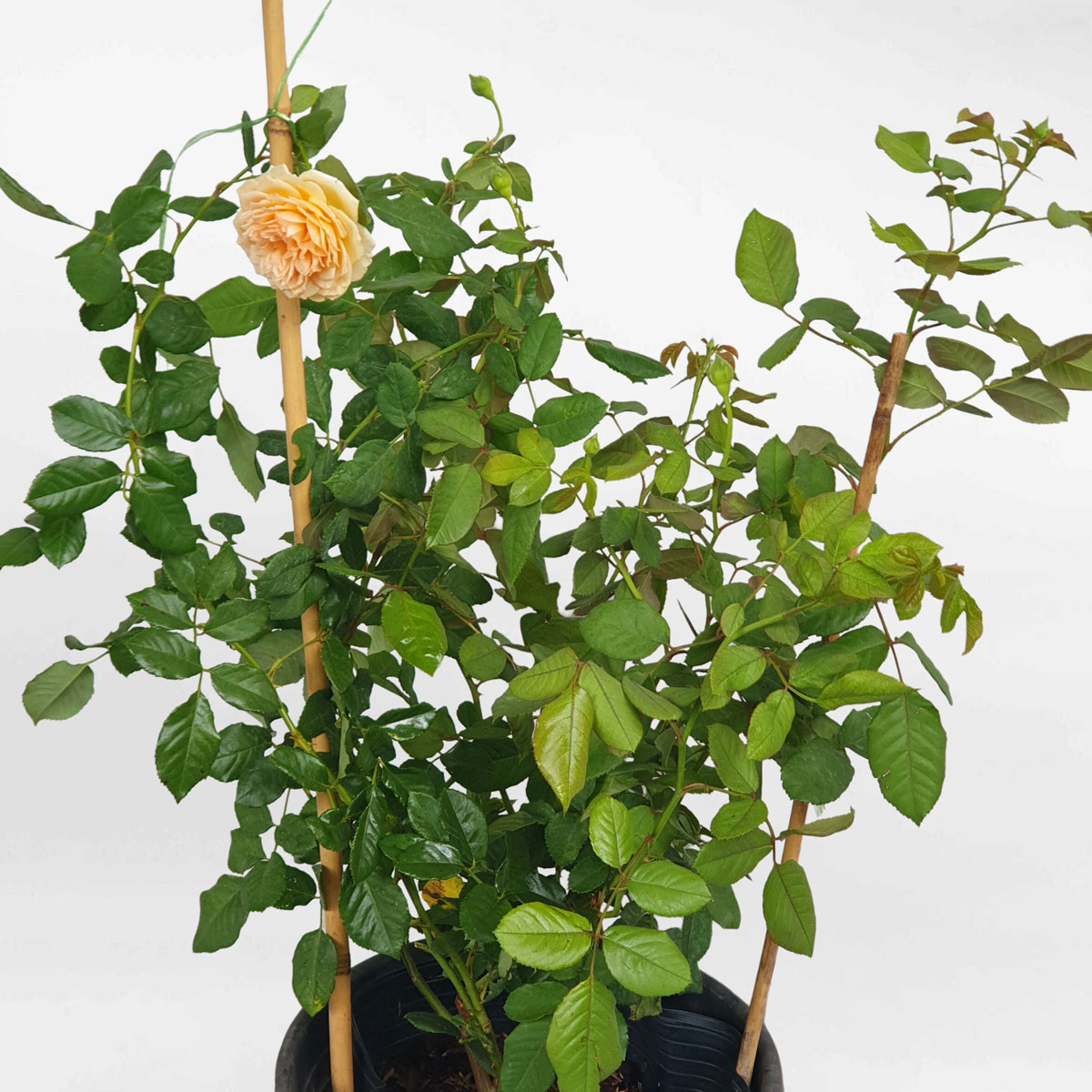 hoa hong leo CPM mau vang cam 2