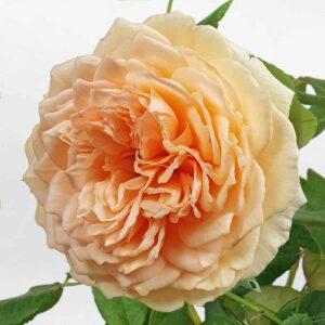 hoa hong leo CPM mau vang cam 3