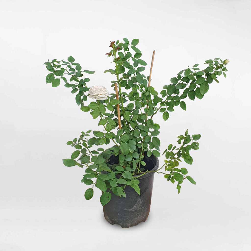 hoa hong leo herzogin 1