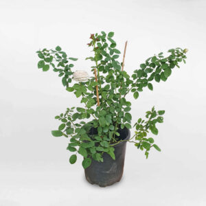 hoa hong leo herzogin 1