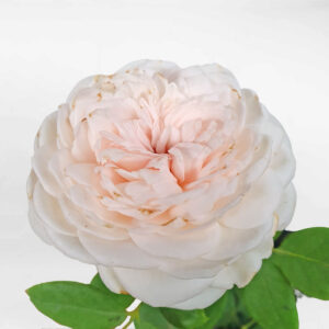 hoa hong leo herzogin 2