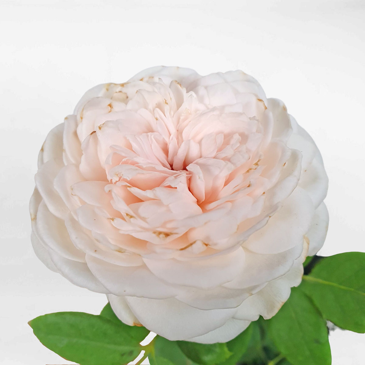 hoa hong leo herzogin 2