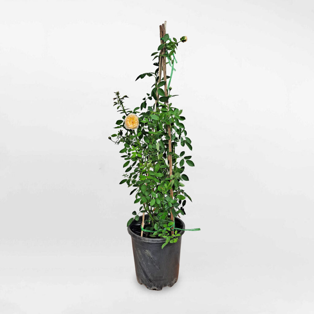 hoa hong leo mau cam lady of shalott 1