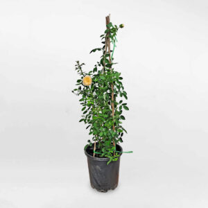 hoa hong leo mau cam lady of shalott 1