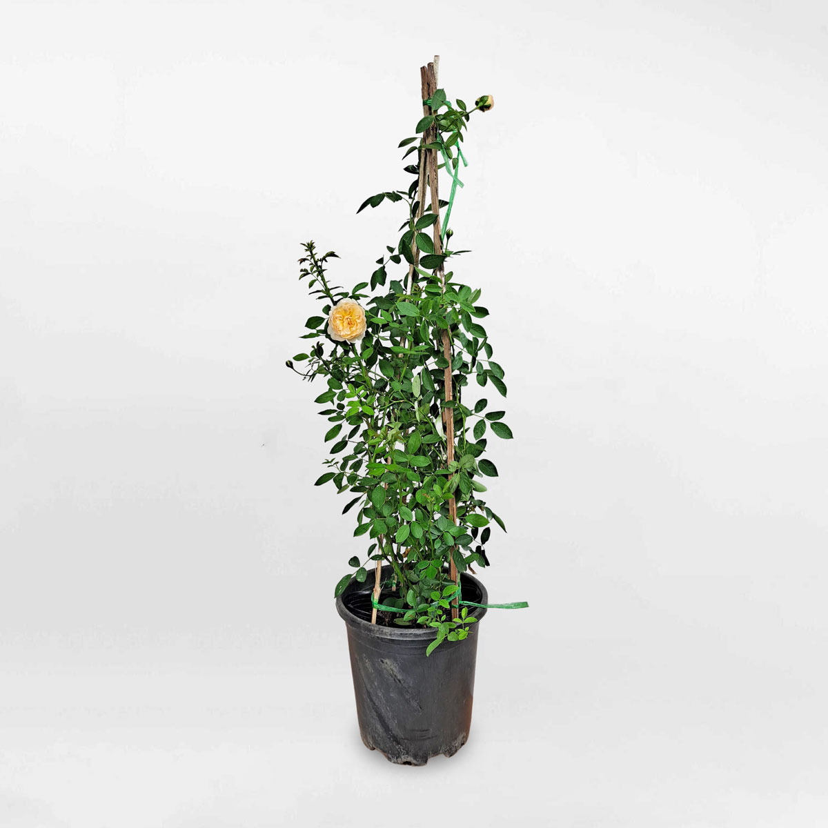 hoa hong leo mau cam lady of shalott 1