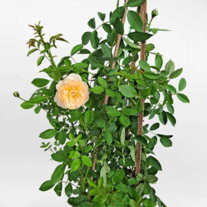 hoa hong leo mau cam lady of shalott 2