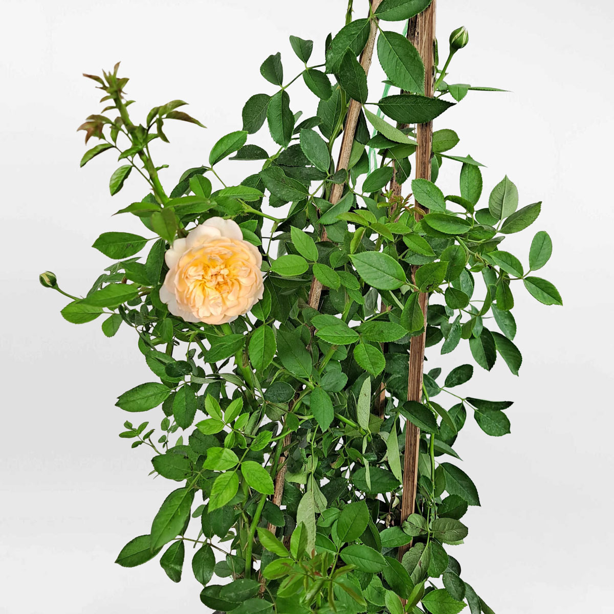 hoa hong leo mau cam lady of shalott 2