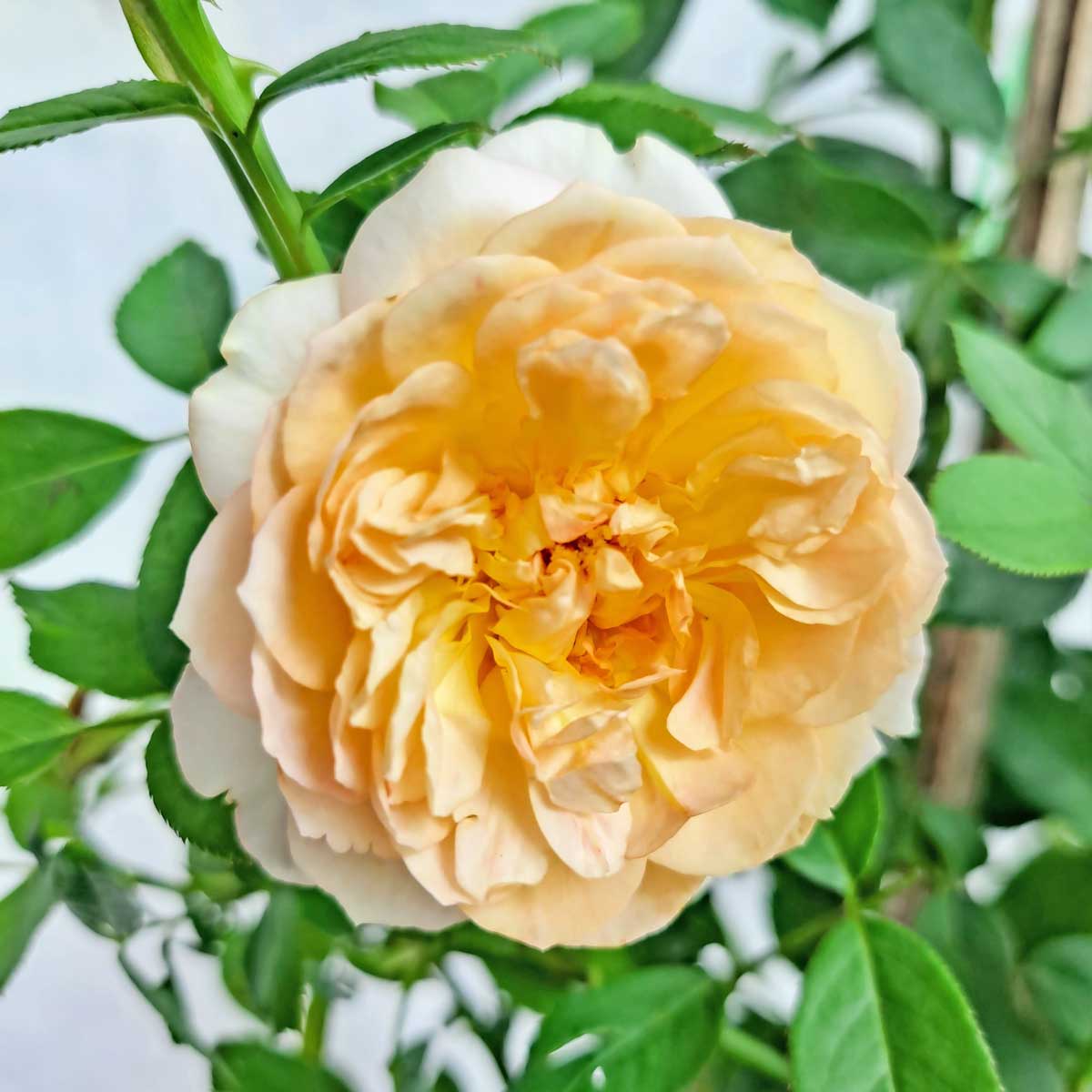 hoa hong leo mau cam lady of shalott 3