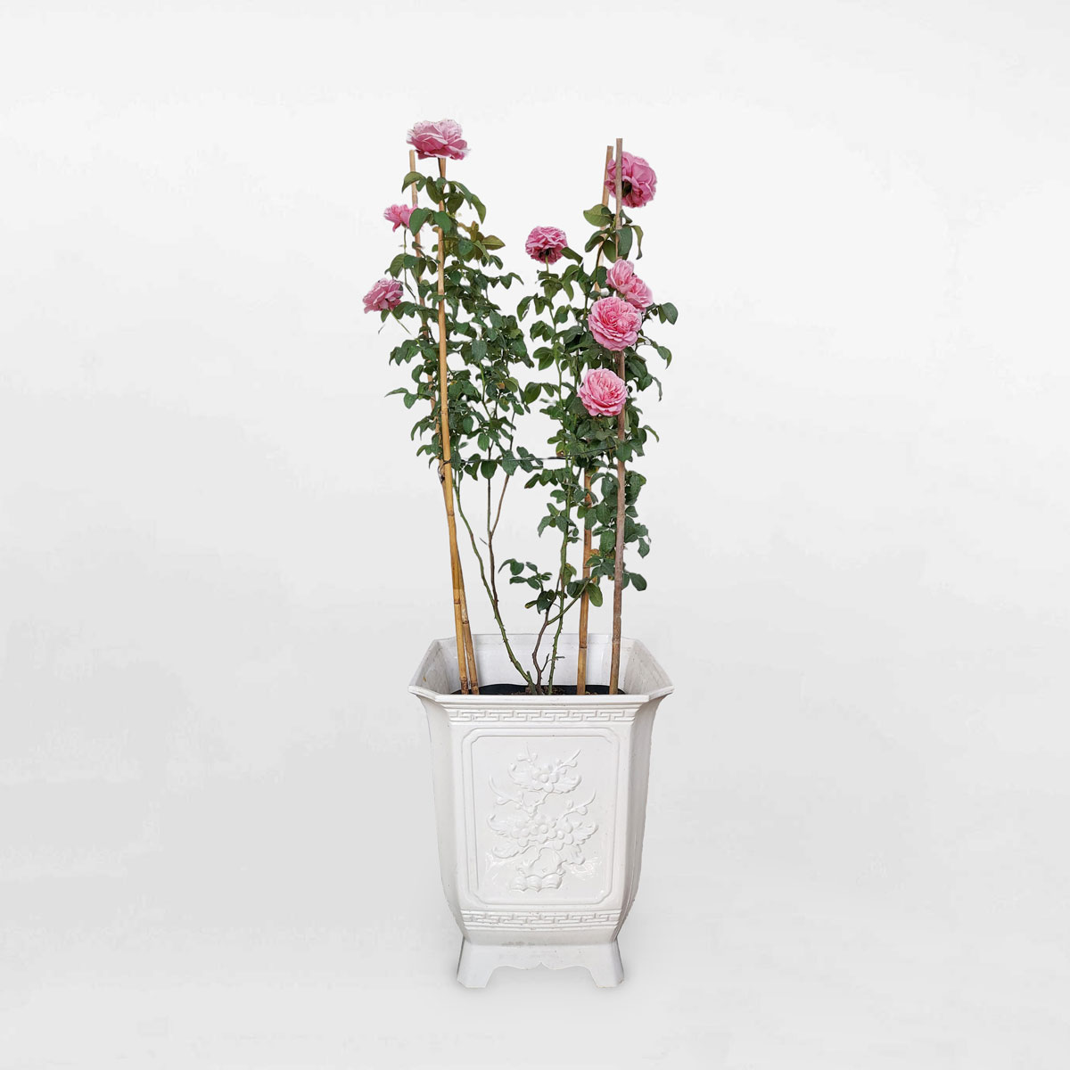 hoa hong leo mau hong souer emmanuelle