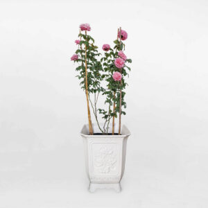 hoa hong leo mau hong souer emmanuelle