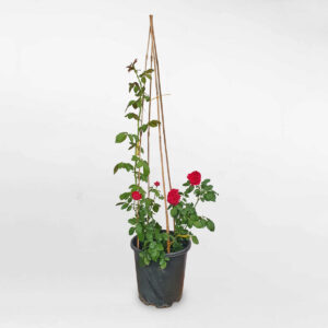 hoa hong leo red eden 1