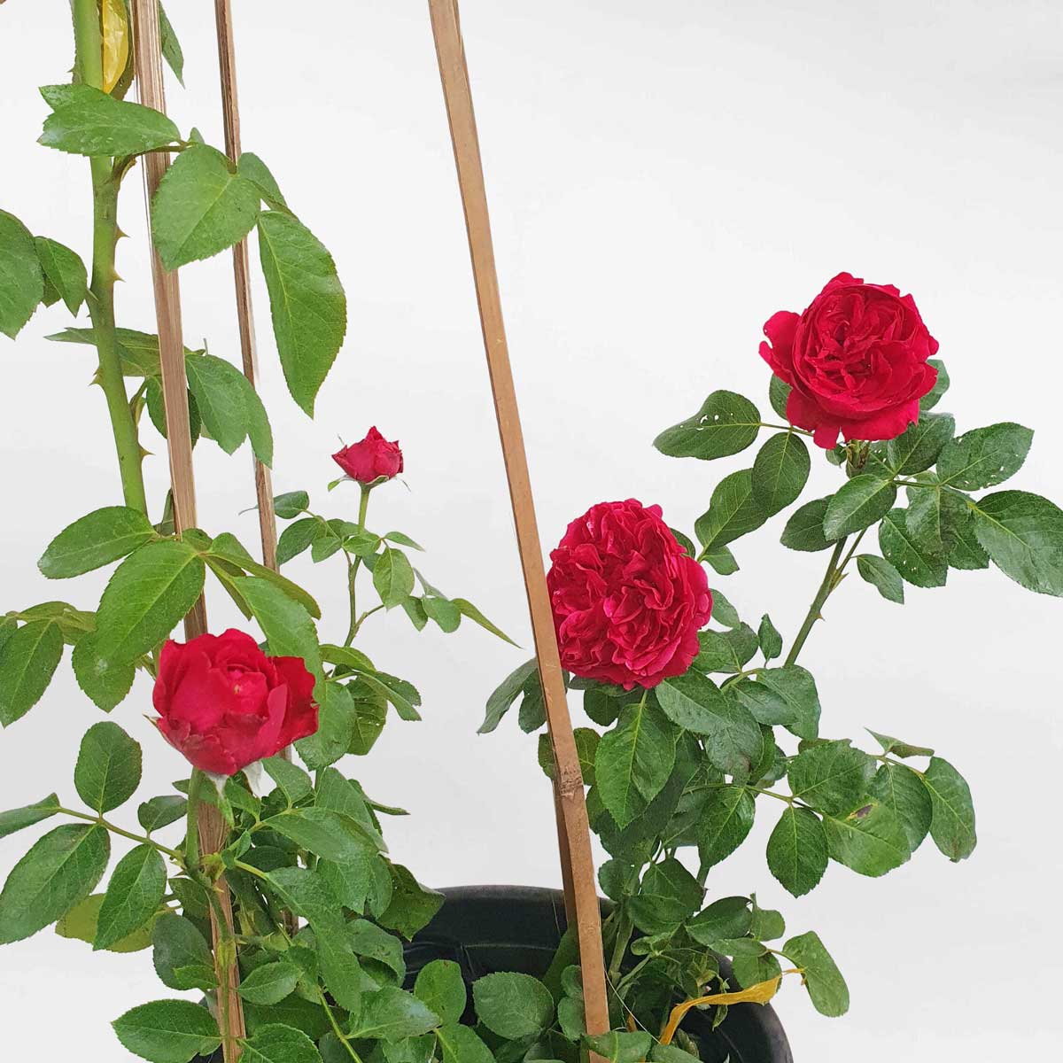 hoa hong leo red eden 2