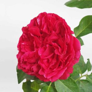 hoa hong leo red eden 3