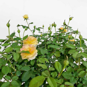 hoa hong molinuex dang treerose