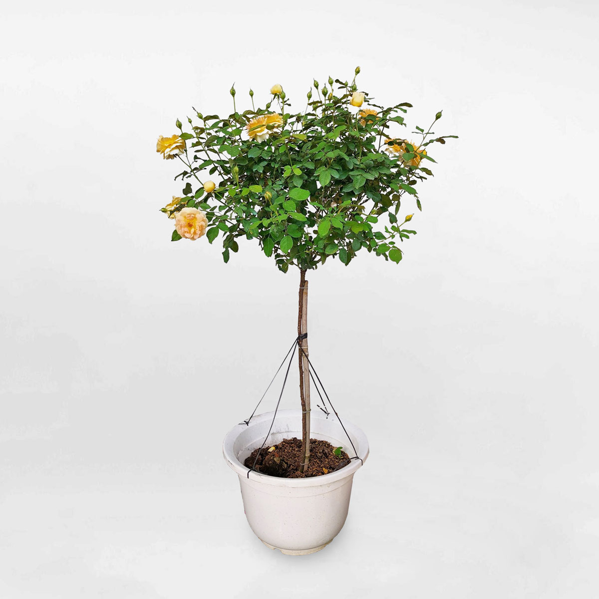 hoa hong molinuex dang treerose chau nhua