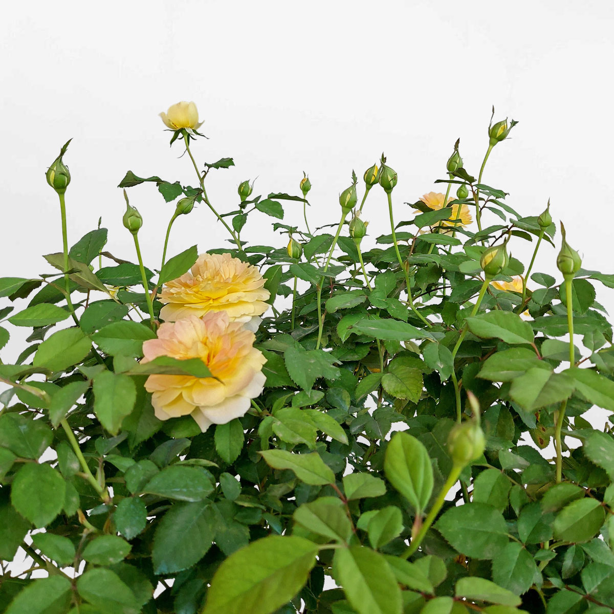 hoa hong molinuex dang treerose