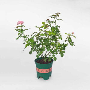 hoa hong ngoai carey rose 1