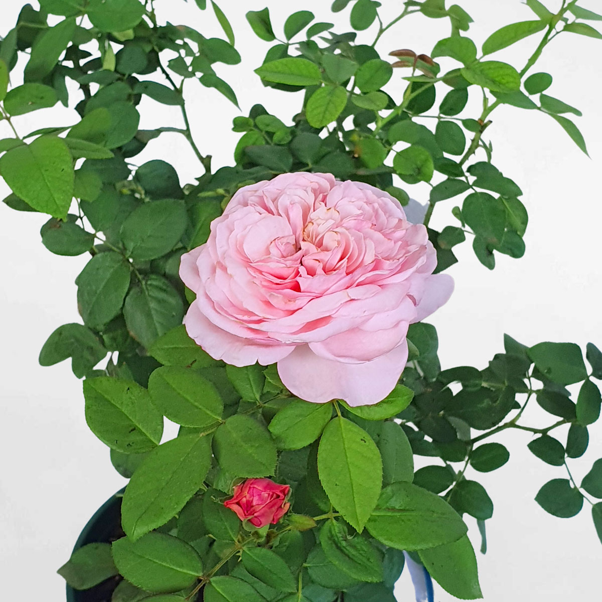 hoa hong ngoai carey rose 12