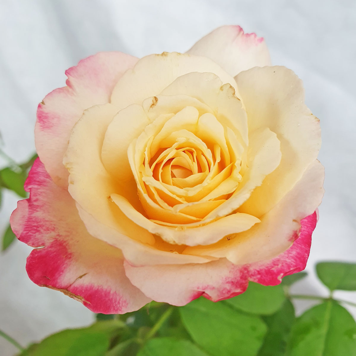 hoa hong ngoai double delight 2