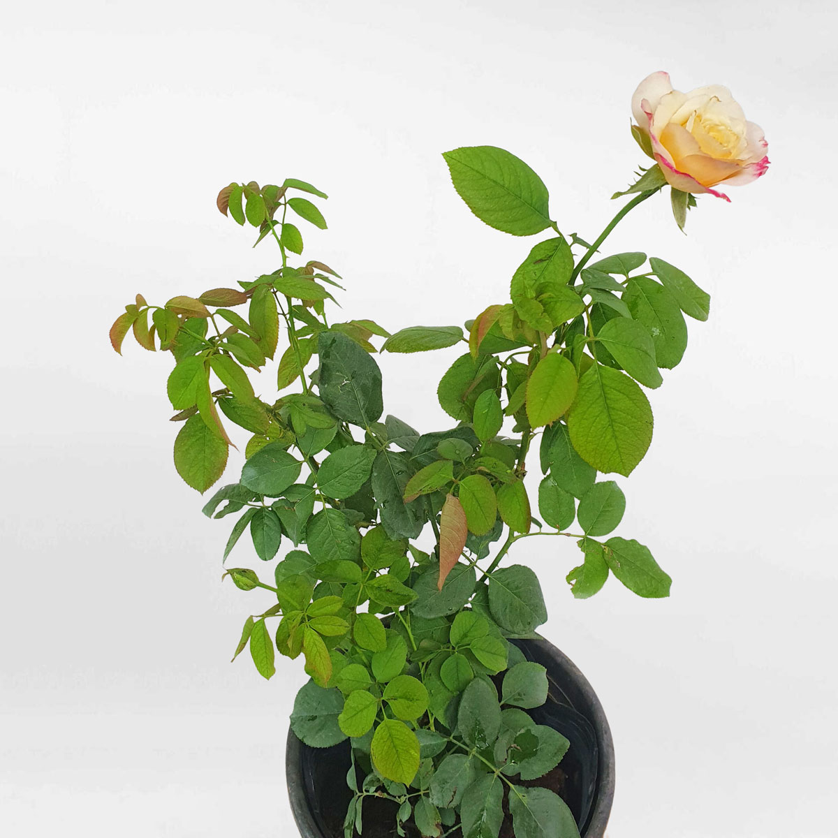 hoa hong ngoai double delight 3