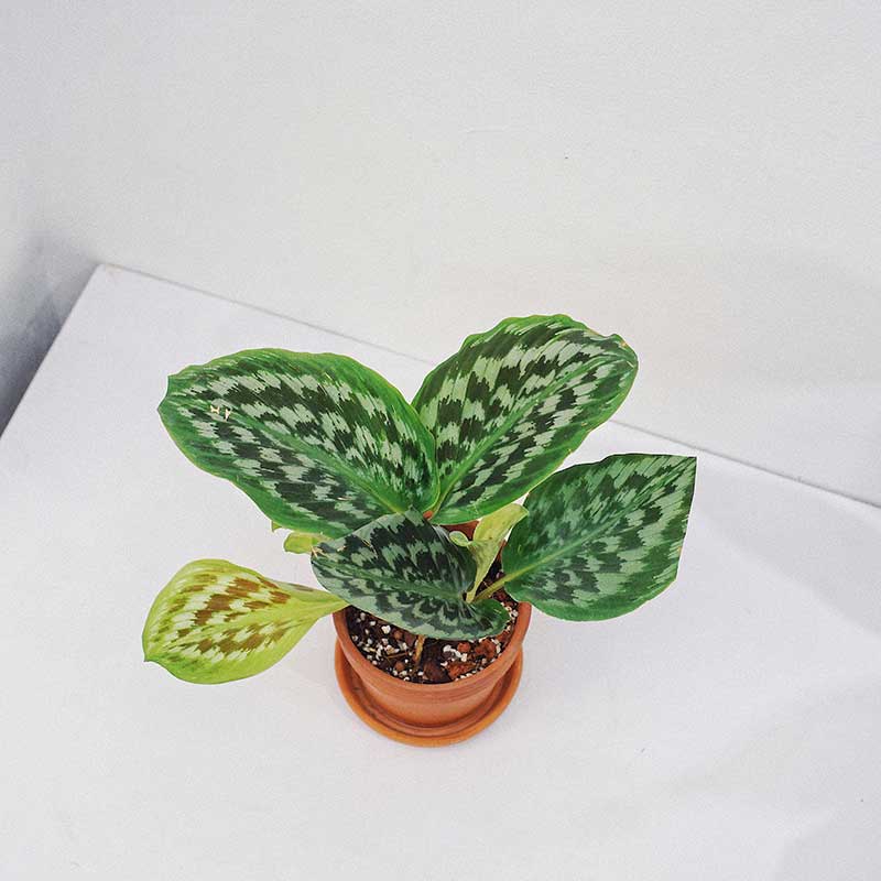 Kaempferia Pulchra Dia Lien Peacock Ginger