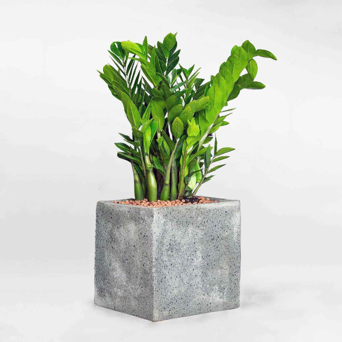 kim tien chau xi mang vuong