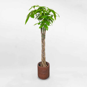 kimnganbinhmowgarden 1