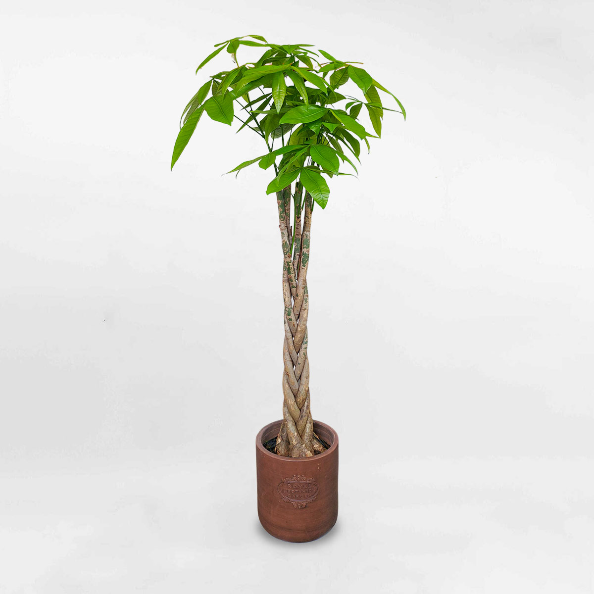 kimnganbinhmowgarden 1